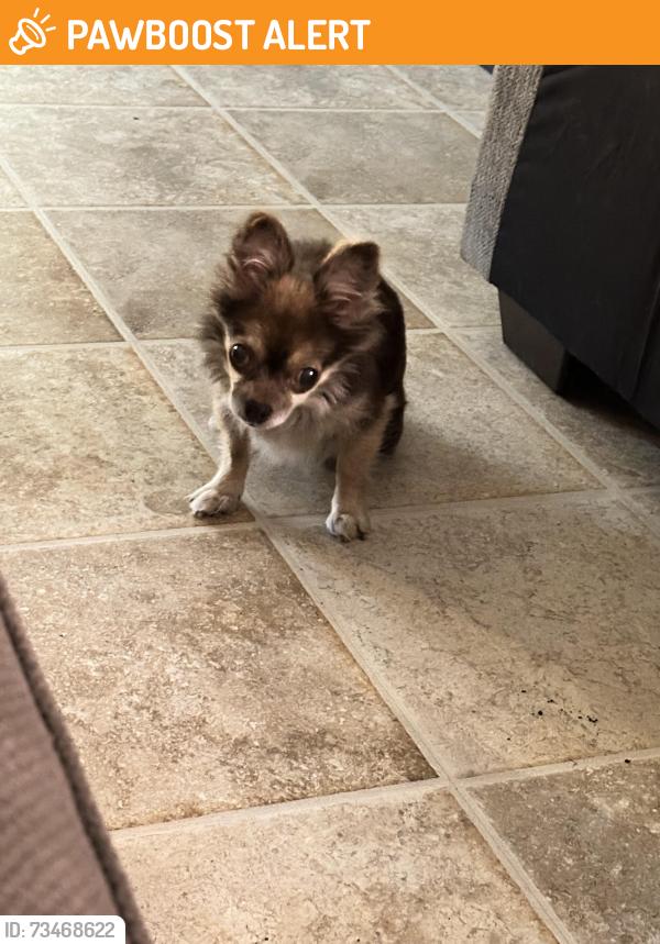 Found/Stray Unknown Dog last seen Right over the big hill where the mailbox are on Oaklawn, Homosassa Springs, FL 34446