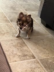 Found/Stray Unknown Dog last seen Right over the big hill where the mailbox are on Oaklawn, Homosassa Springs, FL 34446