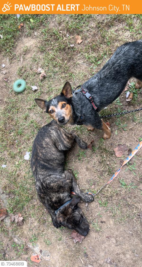 Found/Stray Male Dog last seen Dry creek road, Johnson City TN, Johnson City, TN 37604