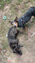 Found/Stray Male Dog last seen Dry creek road, Johnson City TN, Johnson City, TN 37604