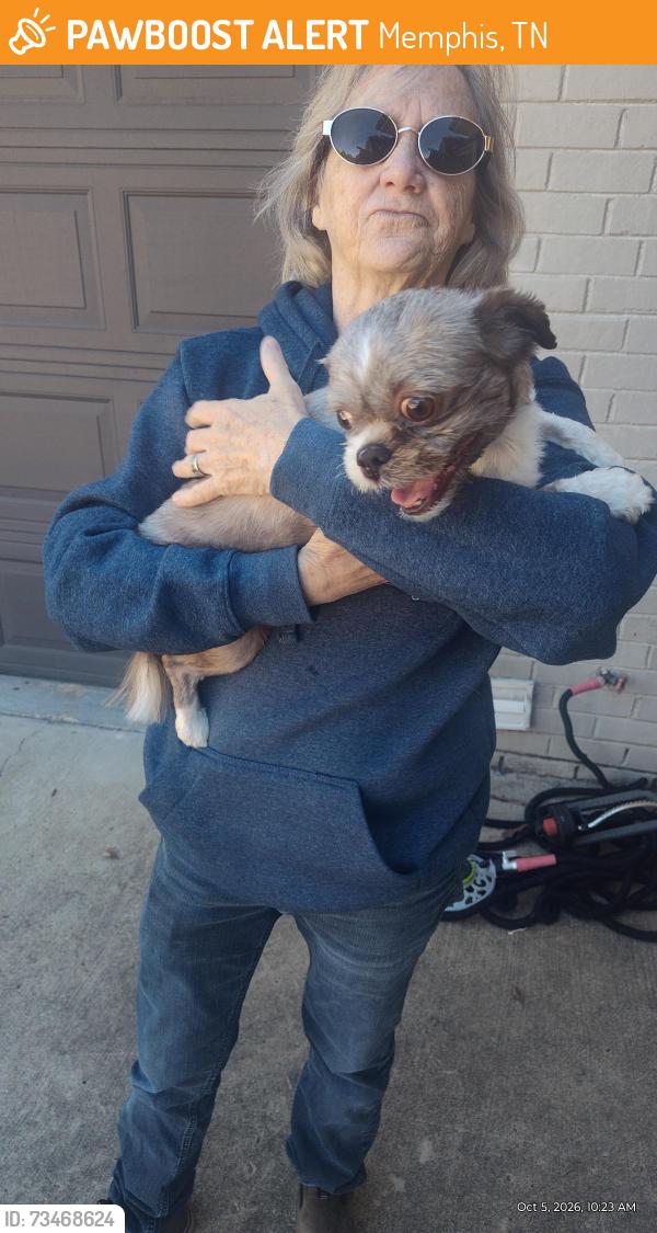 Found/Stray Unknown Dog last seen Dulwich/Buckhurst/Chimney Rock, Memphis, TN 38016