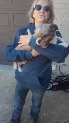 Found/Stray Unknown Dog last seen Dulwich/Buckhurst/Chimney Rock, Memphis, TN 38016