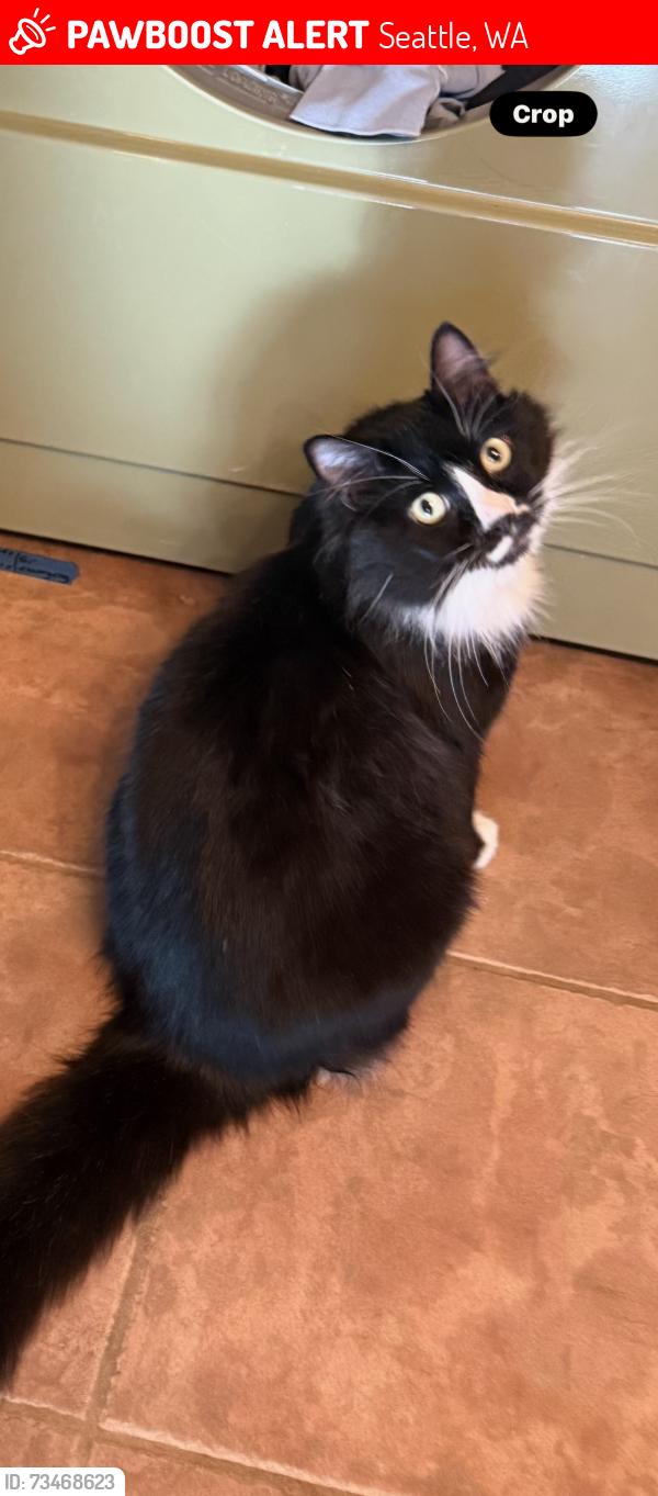 Lost Male Cat last seen 62nd St & 7th Ave NW, Seattle, WA 98107