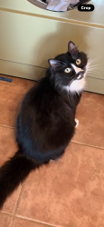 Lost Male Cat last seen 62nd St & 7th Ave NW, Seattle, WA 98107