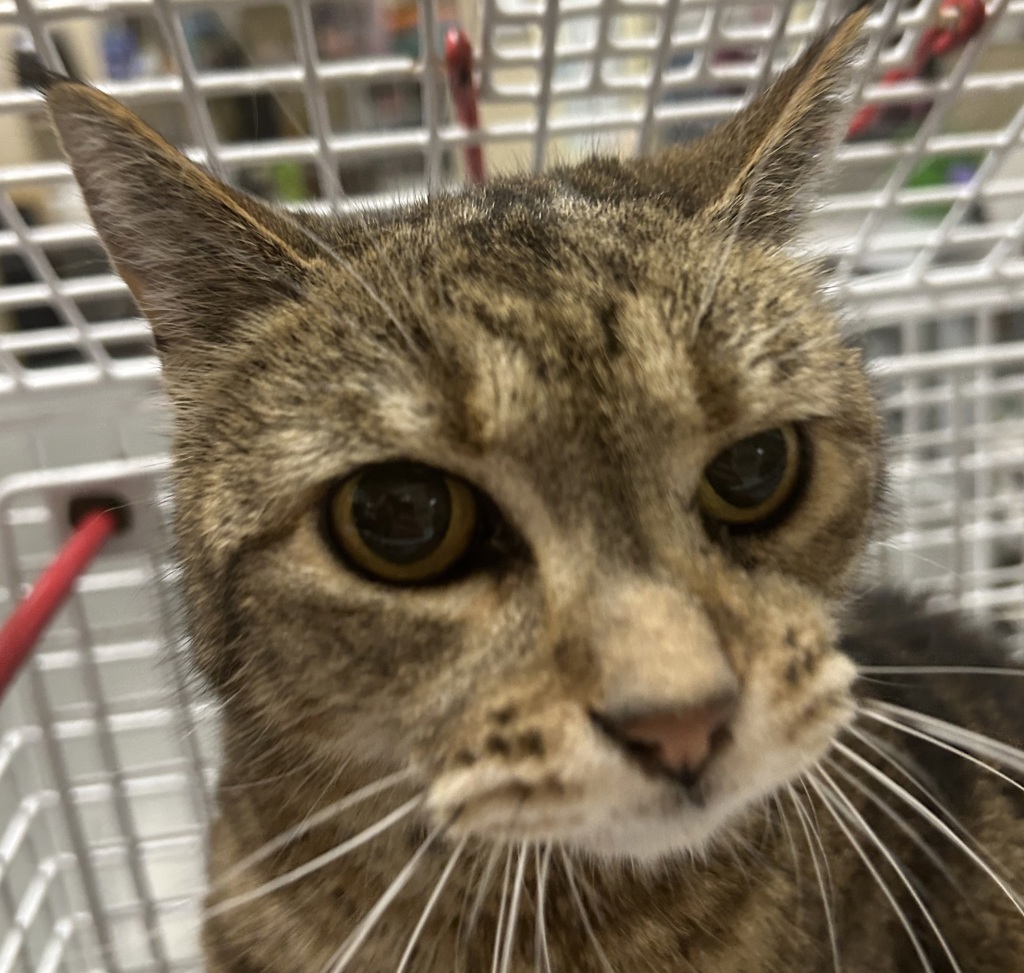 Shelter Stray Female Cat last seen 2nd, WA, 6815 E Trent Ave, Spokane, WA 99212, USA