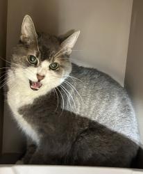 Shelter Stray Female Cat last seen 2nd, WA, 6815 E Trent Ave, Spokane, WA 99212, USA