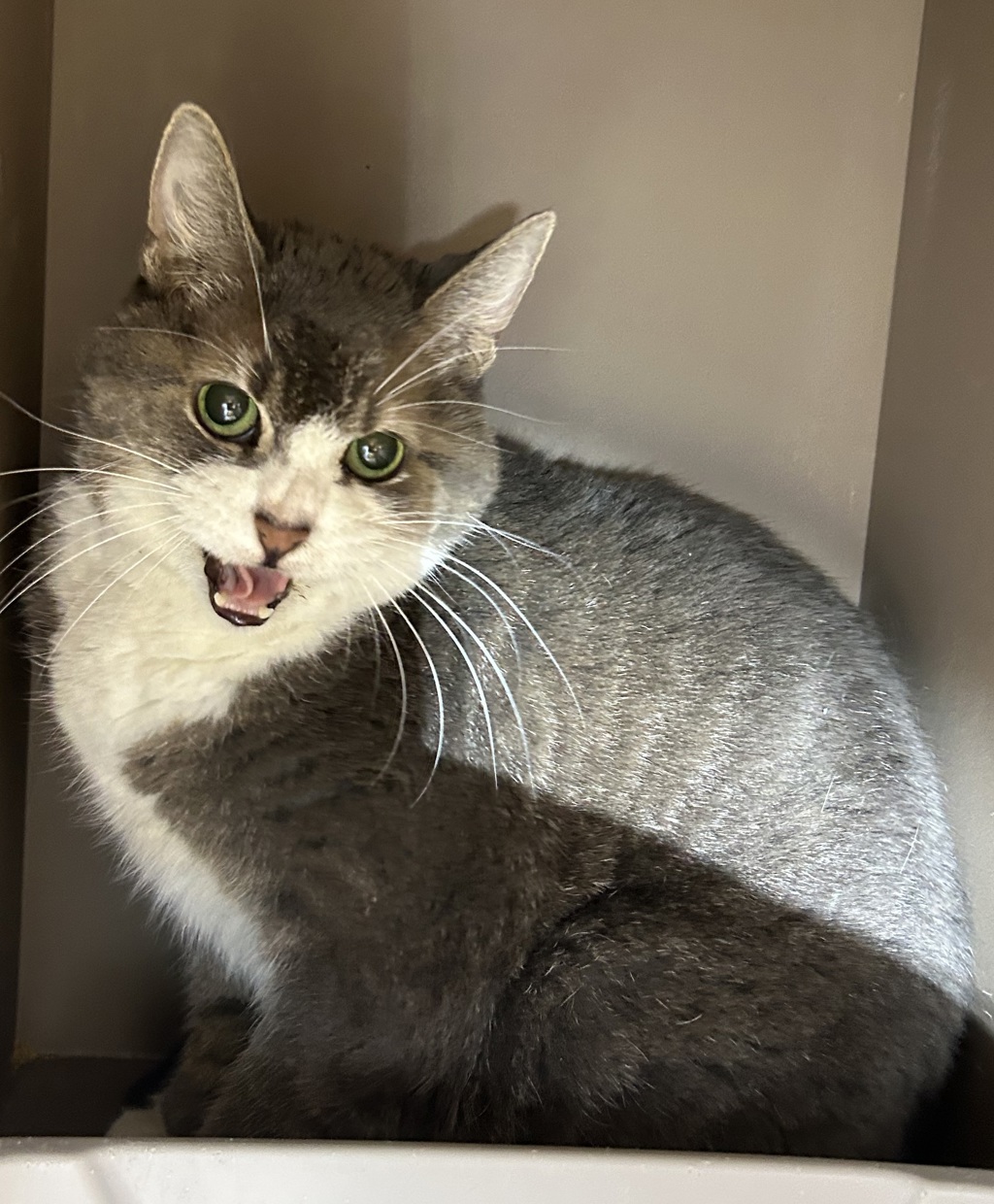 Shelter Stray Female Cat last seen 2nd, WA, 6815 E Trent Ave, Spokane, WA 99212, USA