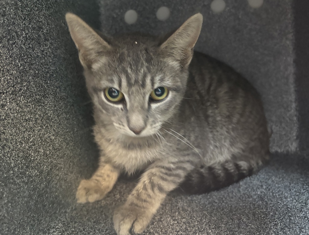 Shelter Stray Male Cat last seen Near Fulton Avenue, BRONX, NY, 10457, 326 E 110th St, New York, NY 10029, USA