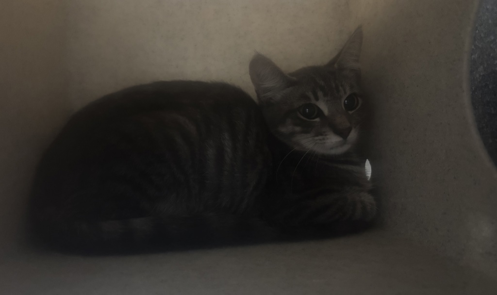 Shelter Stray Unknown Cat last seen Near Fulton Avenue, BRONX, NY, 10457, 326 E 110th St, New York, NY 10029, USA