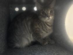 Shelter Stray Unknown Cat last seen Near Fulton Avenue, BRONX, NY, 10457, 326 E 110th St, New York, NY 10029, USA