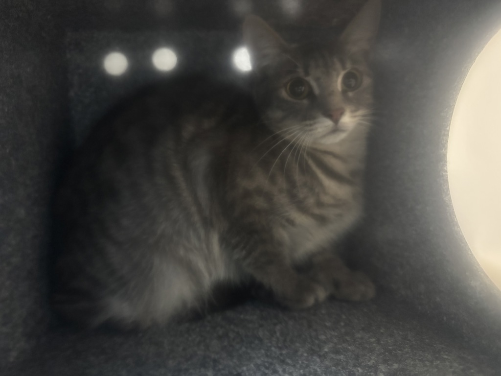 Shelter Stray Unknown Cat last seen Near Fulton Avenue, BRONX, NY, 10457, 326 E 110th St, New York, NY 10029, USA
