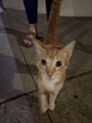 Found/Stray Unknown Cat last seen El centro, Oakland, CA 94602