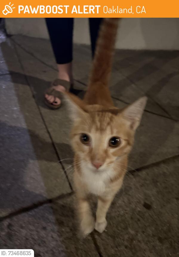 Found/Stray Unknown Cat last seen El centro, Oakland, CA 94602