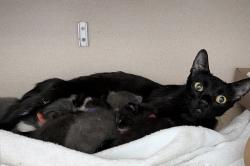 Shelter Stray Male Cat last seen Near E 139th, BRONX, NY, 10454, 326 E 110th St, New York, NY 10029, USA