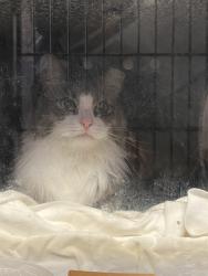 Shelter Stray Female Cat last seen Near Metropolitan, BRONX, NY, 10462, 326 E 110th St, New York, NY 10029, USA