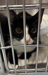 Shelter Stray Female Cat last seen 17th/Rhine, OR, 1700 W Historic Columbia River Hwy, Troutdale, OR 97060, USA