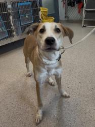 Shelter Stray Female Dog last seen Apt 2G,1234 Shakespeare Avenue, BRONX, NY, 10452, 326 E 110th St, New York, NY 10029, USA