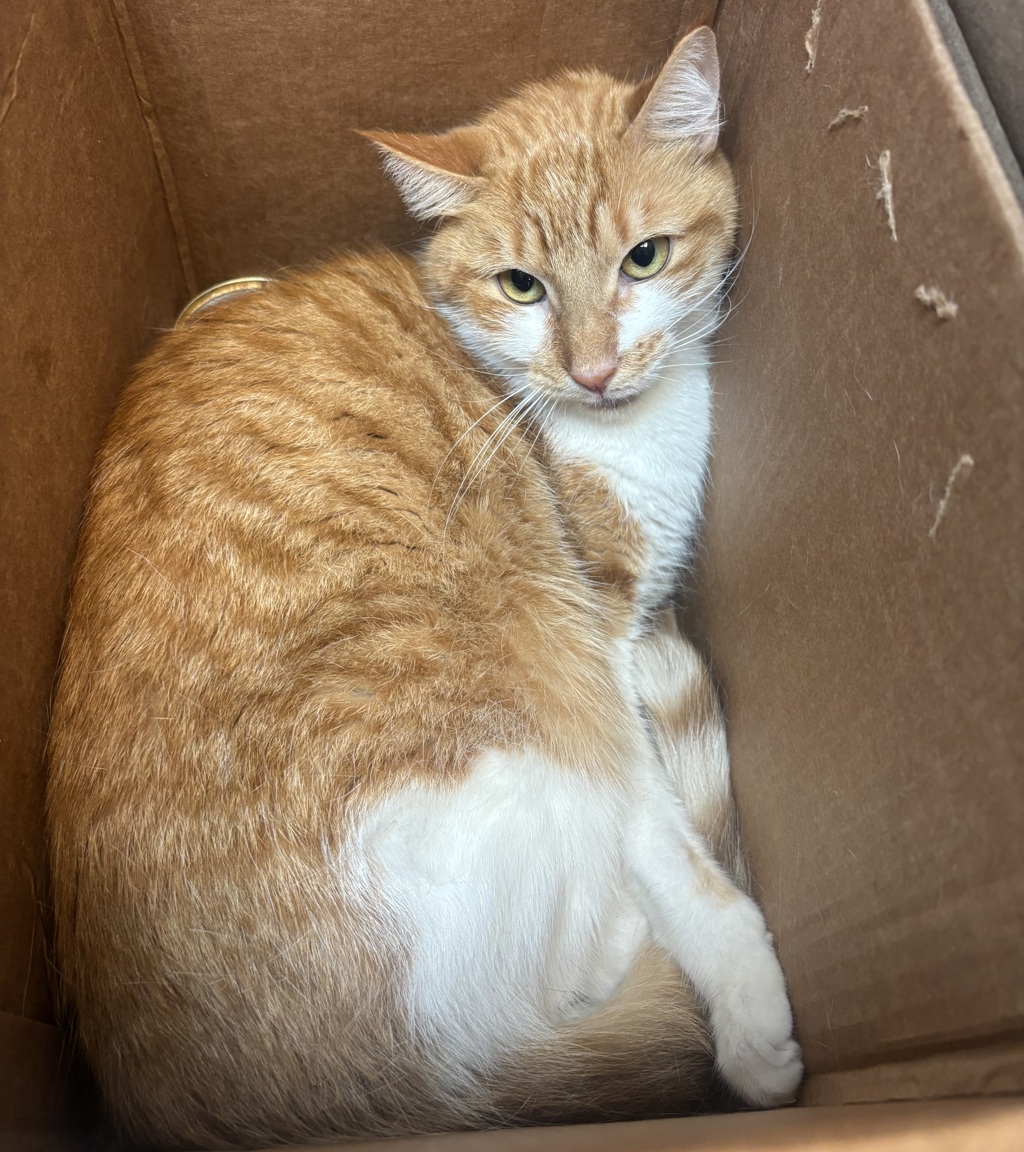 Shelter Stray Male Cat last seen Near Watson Avenue, BRONX, NY, 10472, 326 E 110th St, New York, NY 10029, USA