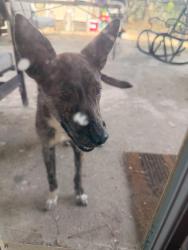 Found/Stray Unknown Dog last seen Near Halkirk across from krahn elem travels with small black dog, Klein, TX 77379