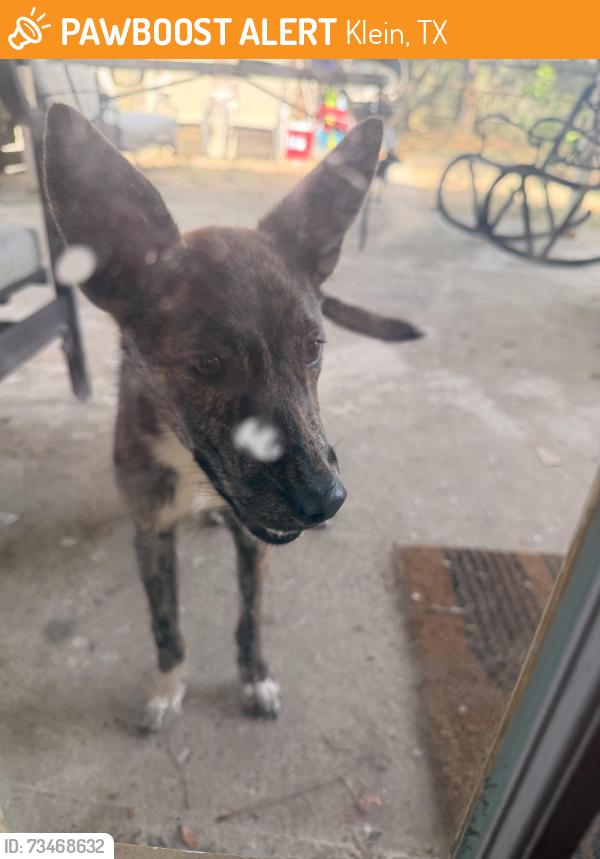 Found/Stray Unknown Dog last seen Near Halkirk across from krahn elem travels with small black dog, Klein, TX 77379