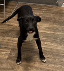 Shelter Stray Female Dog last seen Near Jackson Street, San Diego, CA, 92110, 5500 Gaines St, San Diego, CA 92110, USA