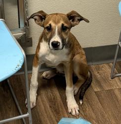 Shelter Stray Male Dog last seen Near Jackson Street, San Diego, CA, 92110, 5500 Gaines St, San Diego, CA 92110, USA