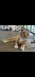 Lost Male Cat last seen Before orang dr, Spring Hill, FL 34610