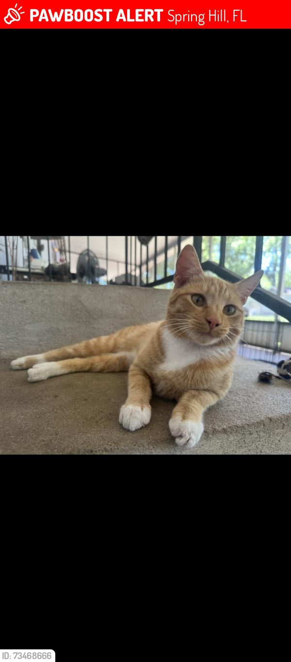 Lost Male Cat last seen Before orang dr, Spring Hill, FL 34610