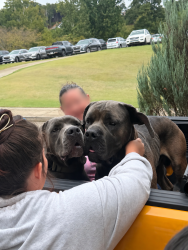 Found/Stray Male Dog last seen Riverstone parkway, Canton, GA 30114