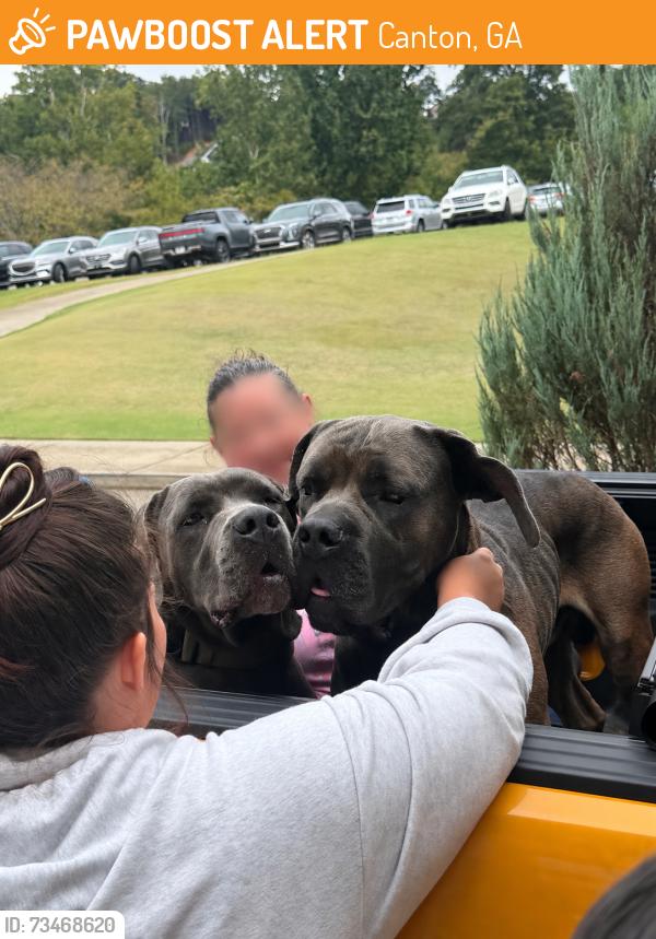 Found/Stray Male Dog last seen Riverstone parkway, Canton, GA 30114