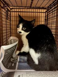 Shelter Stray Unknown Cat last seen Near Cameron Road, AUSTIN, TX, 78723, 7201 Levander Loop bldg a, Austin, TX 78702, USA
