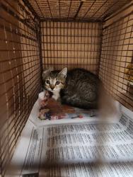 Shelter Stray Male Cat last seen Near Killingsworth Lane, PFLUGERVILLE, TX, 78660, 7201 Levander Loop bldg a, Austin, TX 78702, USA