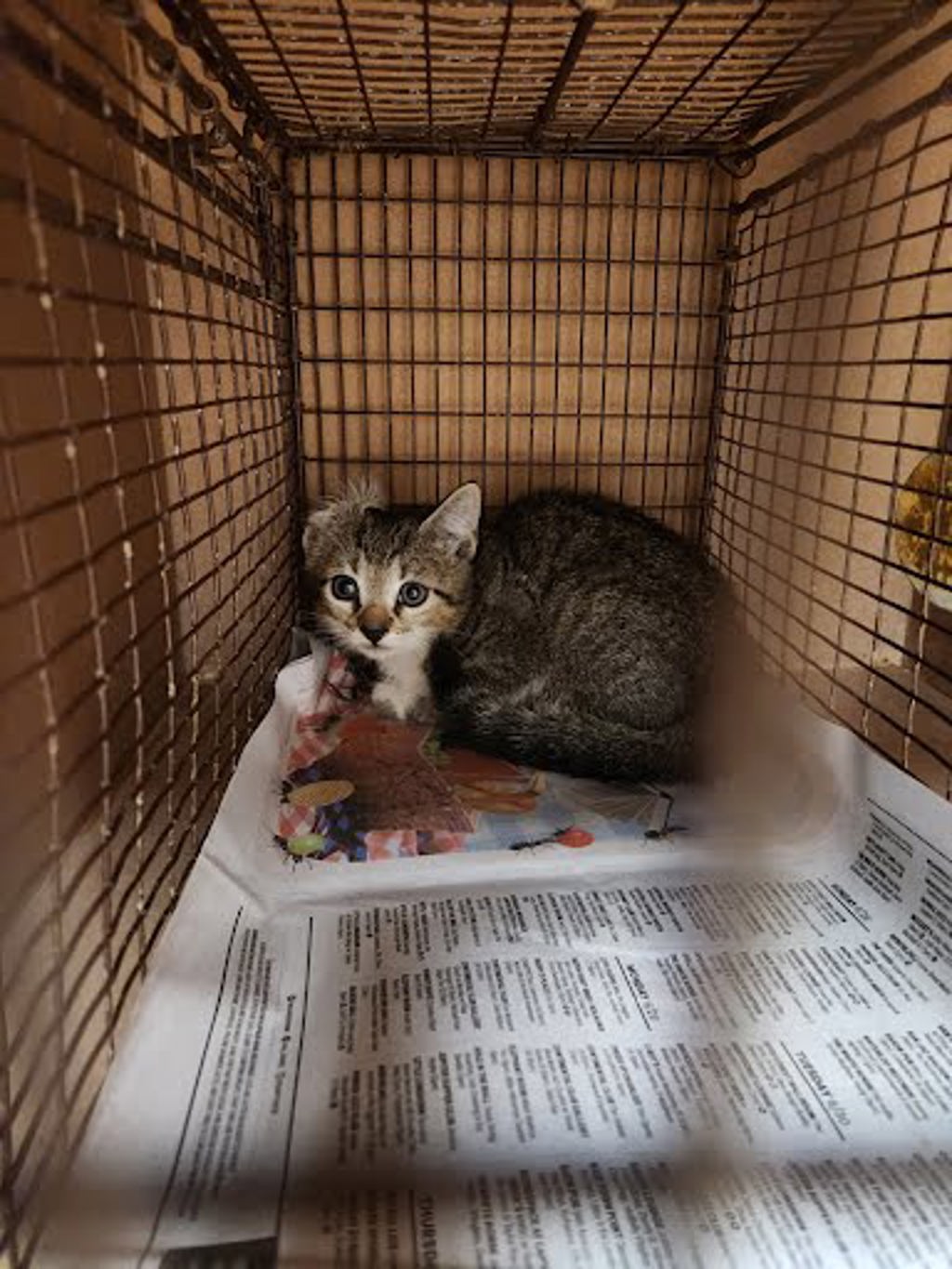 Shelter Stray Male Cat last seen Near Killingsworth Lane, PFLUGERVILLE, TX, 78660, 7201 Levander Loop bldg a, Austin, TX 78702, USA