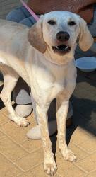 Shelter Stray Female Dog last seen Sesbania, AUSTIN, TX, 78748, 7201 Levander Loop bldg a, Austin, TX 78702, USA