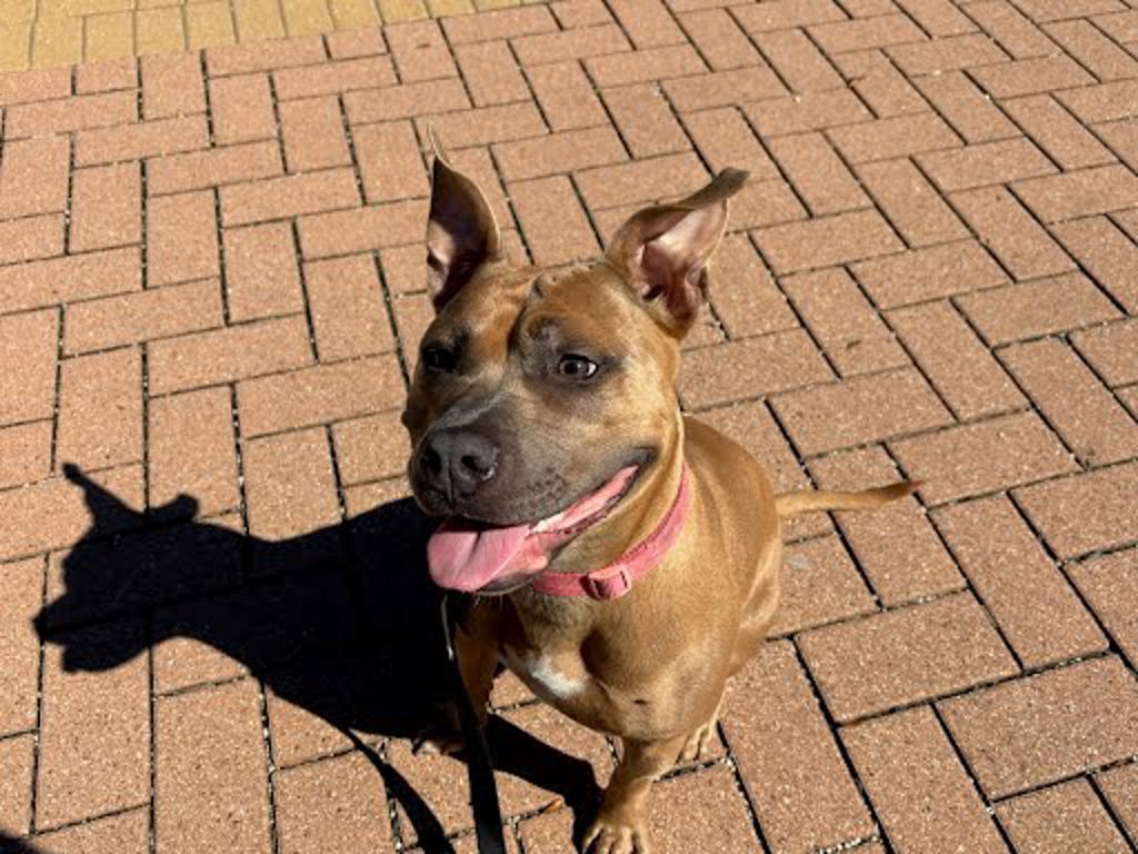 Shelter Stray Female Dog last seen Near Arrowmound Cove, AUSTIN, TX, 78717, 7201 Levander Loop bldg a, Austin, TX 78702, USA