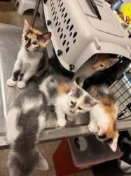 Shelter Stray Female Cat last seen Onion Creek Park, AUSTIN, TX, 78744, 7201 Levander Loop bldg a, Austin, TX 78702, USA