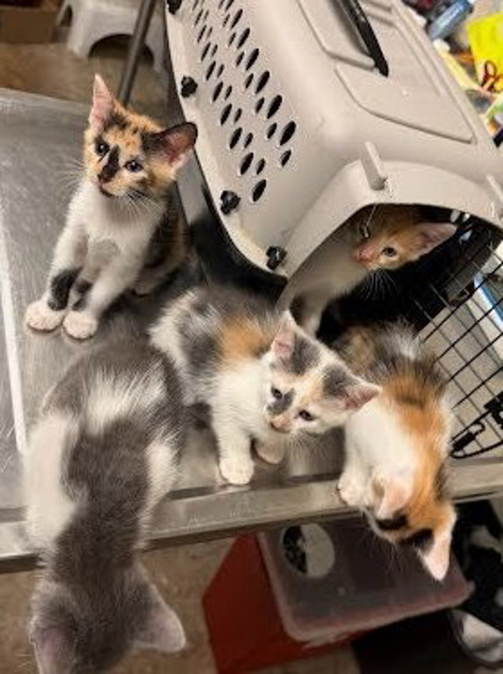 Shelter Stray Female Cat last seen Onion Creek Park, AUSTIN, TX, 78744, 7201 Levander Loop bldg a, Austin, TX 78702, USA