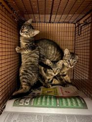 Shelter Stray Female Cat last seen Near Sailing Breeze Trail, AUSTIN, TX, 78744, 7201 Levander Loop bldg a, Austin, TX 78702, USA