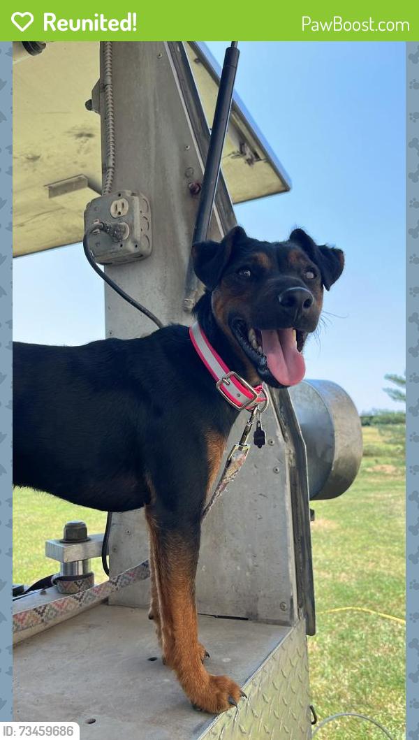 Reunited Female Dog last seen Hillcrest, Seminole, and Pueblo, Gordonville, TX 76245