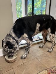 Found/Stray Male Dog last seen Moose cutoff, Jackson, TN 38305