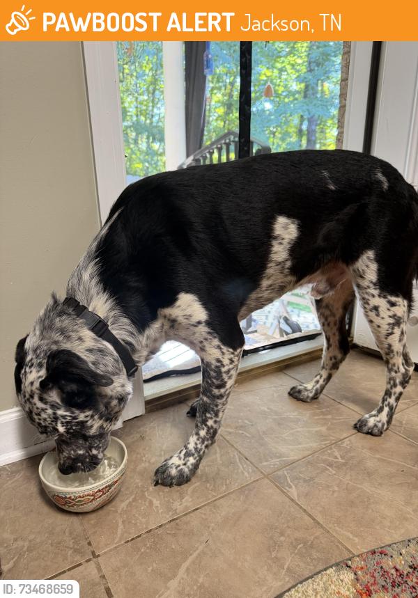 Found/Stray Male Dog last seen Moose cutoff, Jackson, TN 38305