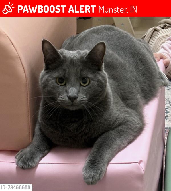 Lost Male Cat last seen Cobblestones neighborhood, Munster, IN 46321