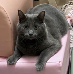 Lost Male Cat last seen Cobblestones neighborhood, Munster, IN 46321