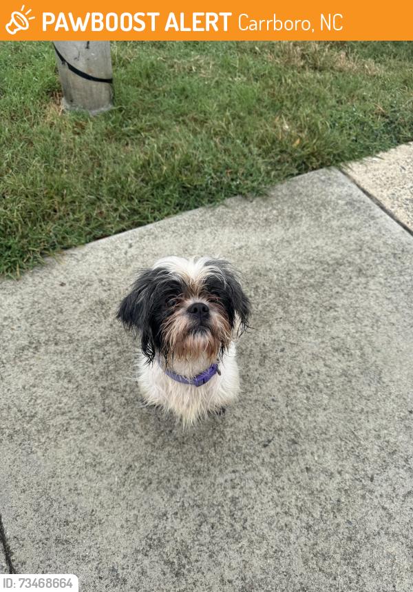 Found/Stray Male Dog last seen Carolina apmts, Carrboro, NC 27510