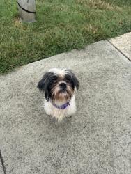 Found/Stray Male Dog last seen Carolina apmts, Carrboro, NC 27510