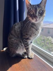 Lost Male Cat last seen Ynez and Winchester, Temecula, CA 92591