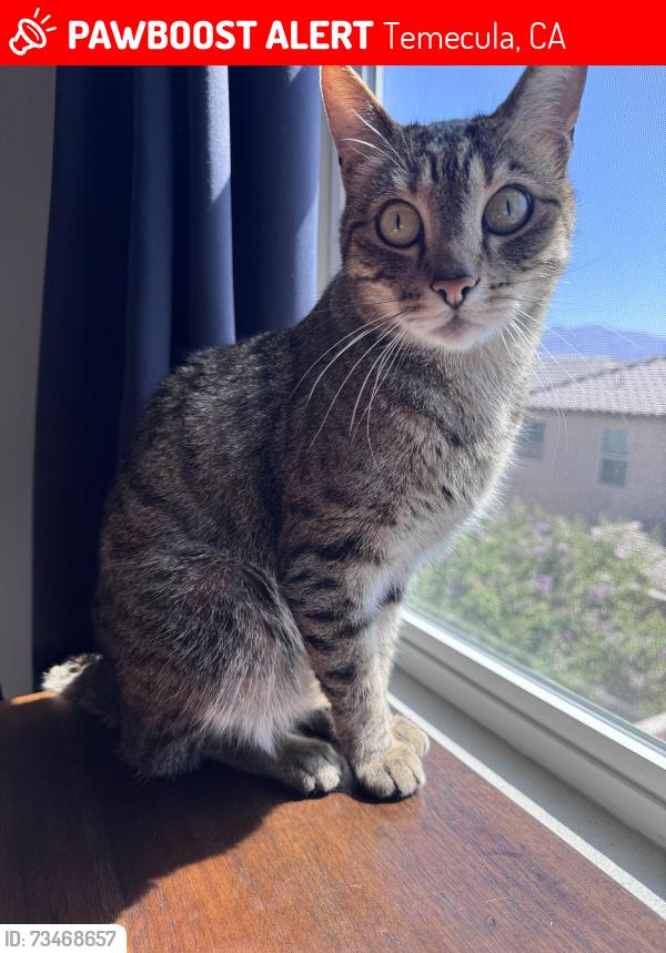 Lost Male Cat last seen Ynez and Winchester, Temecula, CA 92591