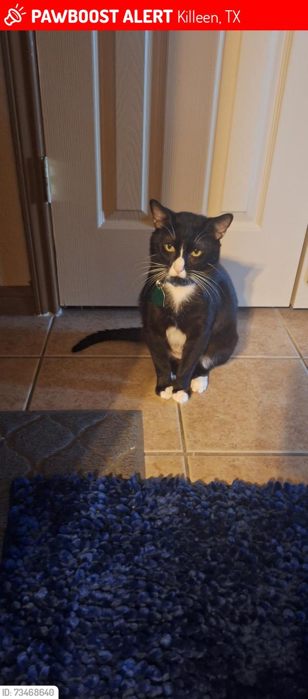 Lost Male Cat last seen Saddle Ridge, Killeen, TX 76549
