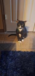 Lost Male Cat last seen Saddle Ridge, Killeen, TX 76549