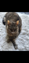 Reunited Female Cat last seen End of Sylvan Road. By the playground., Lancaster, PA 17601